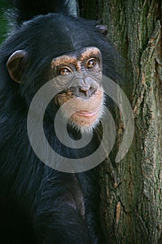 Smiling chimpanzee