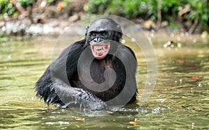 Smiling Chimpanzee Bonobo in the water