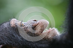 Smiling Chimpanzee portrait