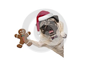 Smiling Christmas pug dog holding up gingerbread man and wearing Santa hat, with paw on white banner