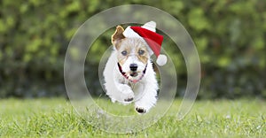 Smiling christmas santa happy pet dog puppy running in the grass