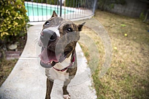 Smiling close up of a brindle dog