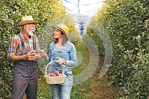 Smiling couple farmer harvesting apples in orchard