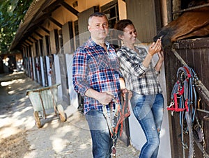 Smiling couple holding a surcingle and feeding a horse at stable outdoor