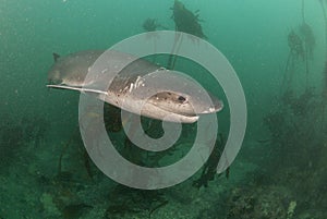 Smiling Cow shark