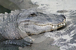 Smiling Crocodile