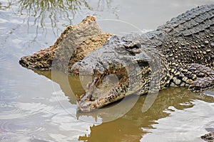 Smiling Crocodile photo