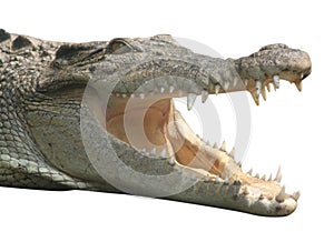 Smiling crocodile isolated