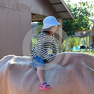 Smiling cute Asian kid, child tourist riding white buffalo in the farm Family activities