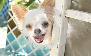 Smiling cute chihuahua dogs