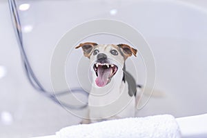 Smiling cute dog sits in bath and enjoys bathtime with an open mouth. Closeup portrait of pet in light bathroom