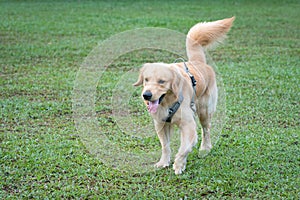 Smiling and cute Golden Retriever dog walking on the field
