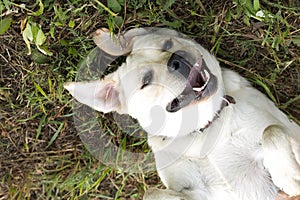 Smiling cute happy dog laying in green grass as bunny ears.