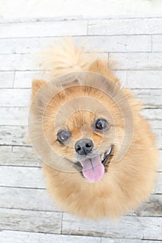 Smiling cute pomeranian dogs photo