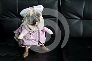 Smiling cute pug dog dressed like a nurse. Pug dog wearing costume sitting on sofa with tongue sticking out