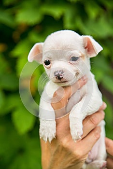 Smiling cute white chihuahua puppy