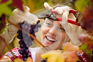 Smiling cute woman harvesting grapes