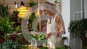 Smiling cute young woman florist wearing apron wiping dust from leaves of green plants in floral shop.