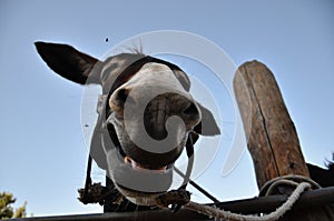 The Smiling Cyprus Donkey with Flies on his Head