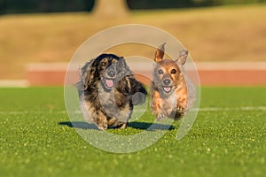 Smiling dachshunds run enegetically