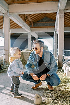 Smiling dad squatting near little girl next to paddocks with eating sheep