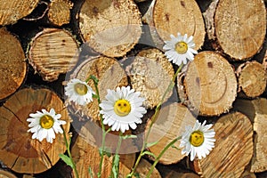 Smiling daisy and wood log