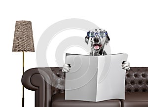 Smiling dalmatian dog with glasses reading newspaper with space for text on sofa in living room. Isolated on white