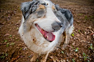 Smiling dirty dog