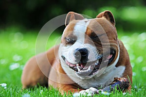 Smiling dog photo