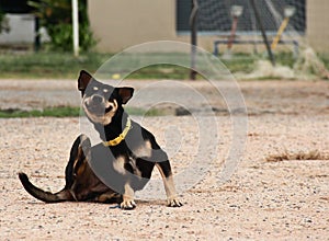 Smiling dog