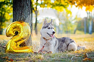 Smiling dog celebrates his birthday