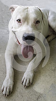 Smiling Dog Dogo Argentino. Close up porter of a white dog