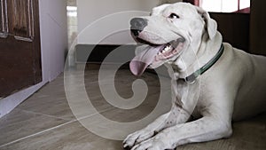 Smiling Dog Dogo Argentino resting in a room of a house