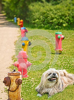 Smiling dog Fire hydrants