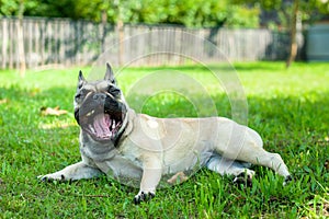 Smiling dog, french bulldog on green grass