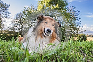 Smiling dog, funny gold rough collie