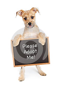 Smiling Dog Holding Adopt Me Sign