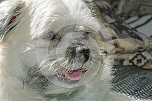 Smiling dog lying on the sofa of the house