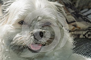 Smiling dog lying on the sofa of the house