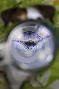 Smiling dog through a magnifying glass, close up