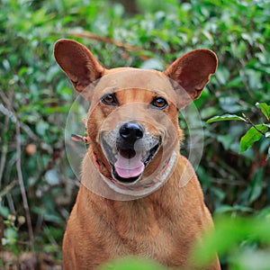 Smiling Dog Relaxing in a Sunlit Field