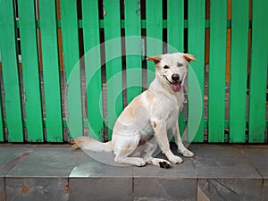 Smiling Dog Sitting in Front of Green Wooden Door