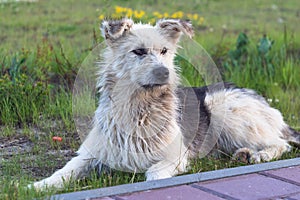 A smiling dog in the summer evening photo