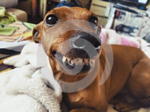 Smiling dog with teeth. Funny dog face