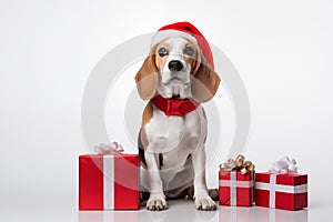 a smiling dog wearing santa claus suit holding gift box standing on isolate white background