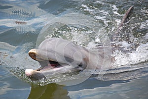 Smiling Dolphin