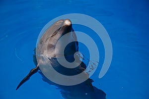 Smiling dolphin. dolphins swim