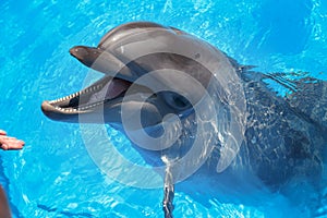 Smiling dolphin. dolphins swim in the pool