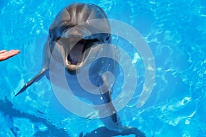 Smiling dolphin. dolphins swim