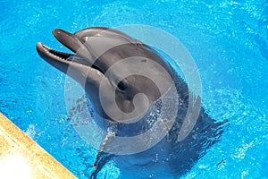 Smiling dolphin. dolphins swim